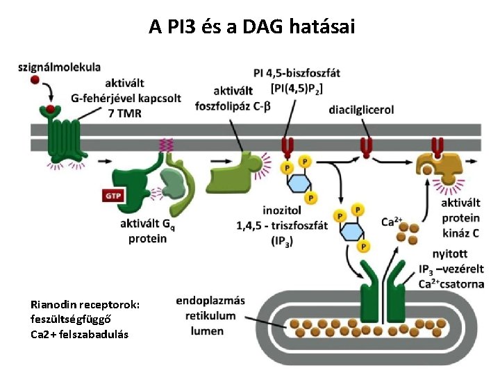 A PI 3 és a DAG hatásai Rianodin receptorok: feszültségfüggő Ca 2+ felszabadulás 