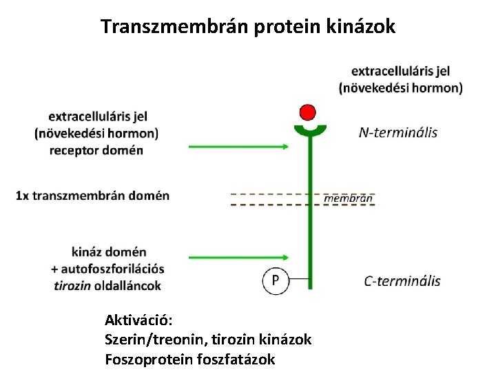 Transzmembrán protein kinázok Aktiváció: Szerin/treonin, tirozin kinázok Foszoprotein foszfatázok 