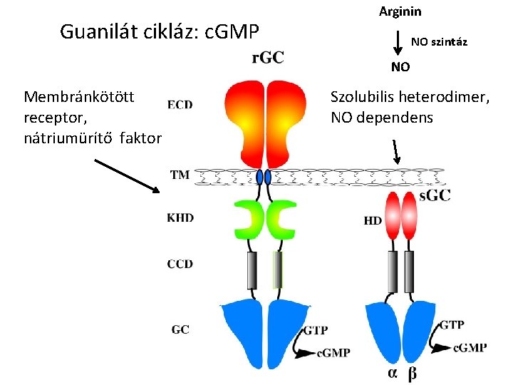 Guanilát cikláz: c. GMP Arginin NO szintáz NO Membránkötött receptor, nátriumürítő faktor Szolubilis heterodimer,