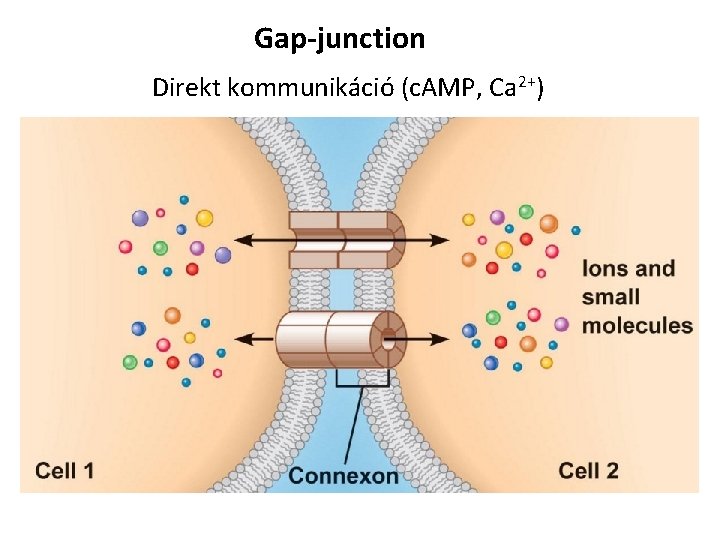 Gap-junction Direkt kommunikáció (c. AMP, Ca 2+) 