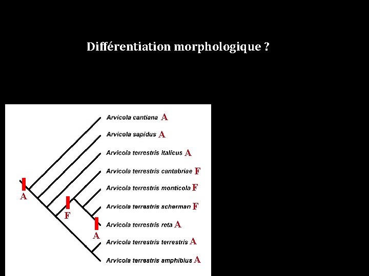 Différentiation morphologique ? A A A F F A A 