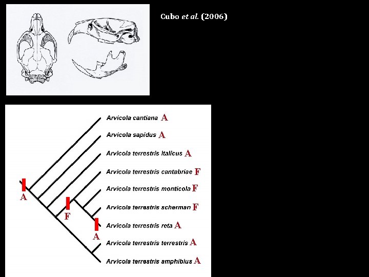 Cubo et al. (2006) A A A F F A A 