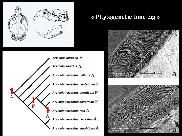  « Phylogenetic time lag » A A A F F A A 