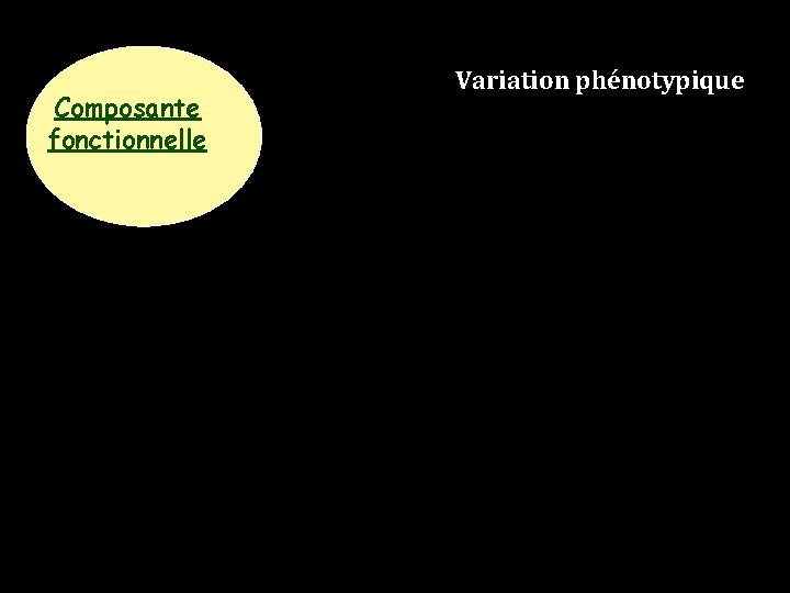 Composante fonctionnelle Variation phénotypique 