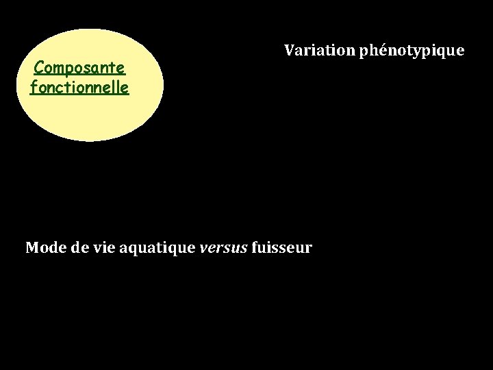 Composante fonctionnelle Variation phénotypique Mode de vie aquatique versus fuisseur 