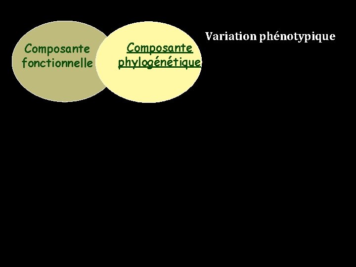 Composante fonctionnelle Composante phylogénétique Variation phénotypique 