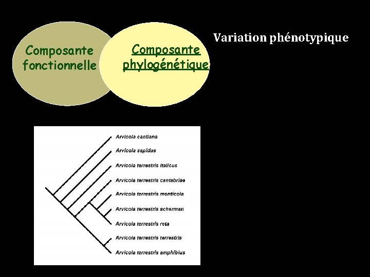 Composante fonctionnelle Composante phylogénétique Variation phénotypique 