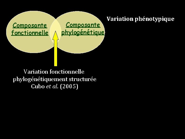 Composante fonctionnelle Composante phylogénétique Variation fonctionnelle phylogénétiquement structurée Cubo et al. (2005) Variation phénotypique