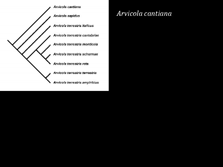 Arvicola cantiana 