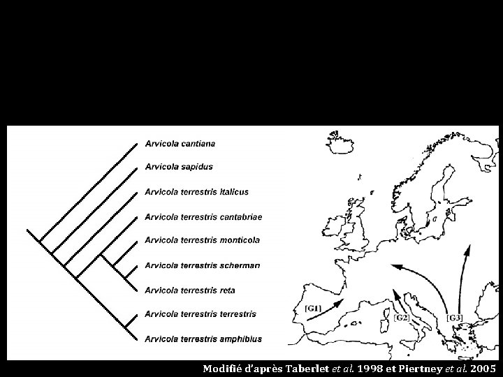 Modifié d’après Taberlet et al. 1998 et Piertney et al. 2005 