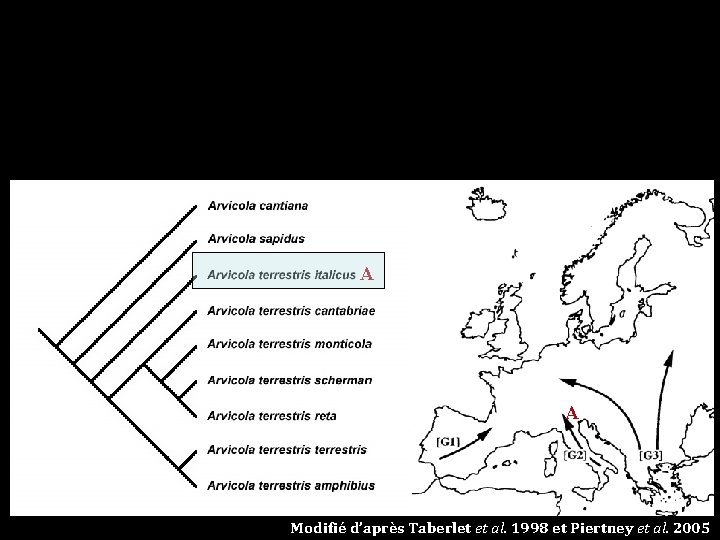 A A Modifié d’après Taberlet et al. 1998 et Piertney et al. 2005 