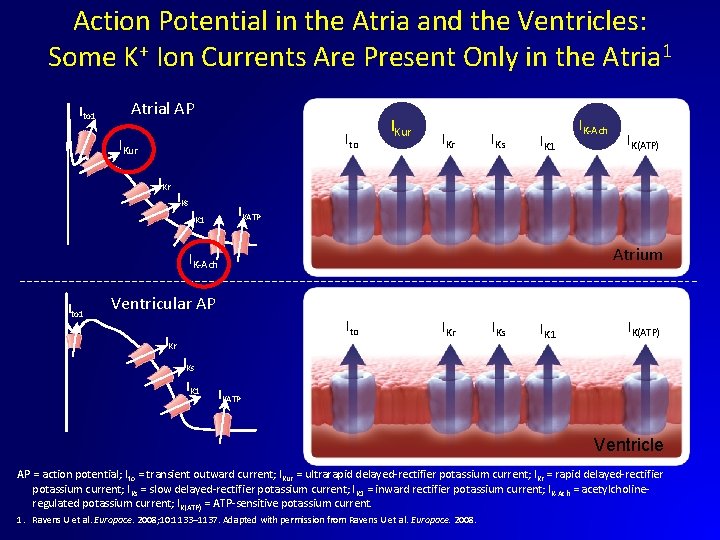 Action Potential in the Atria and the Ventricles: Some K+ Ion Currents Are Present