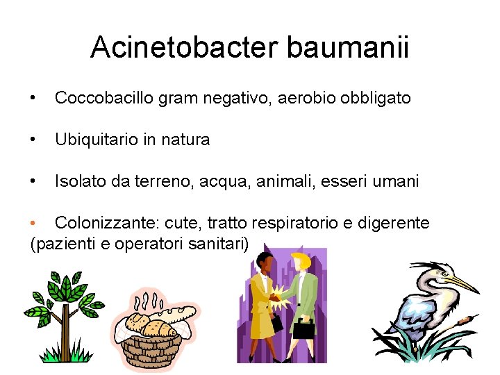 Acinetobacter baumanii • Coccobacillo gram negativo, aerobio obbligato • Ubiquitario in natura • Isolato
