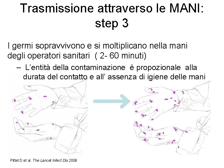 Trasmissione attraverso le MANI: step 3 I germi sopravvivono e si moltiplicano nella mani
