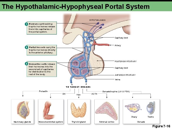The Hypothalamic-Hypophyseal Portal System HYPOTHALAMUS 1 Neurons synthesizing trophic hormones release them into capillaries