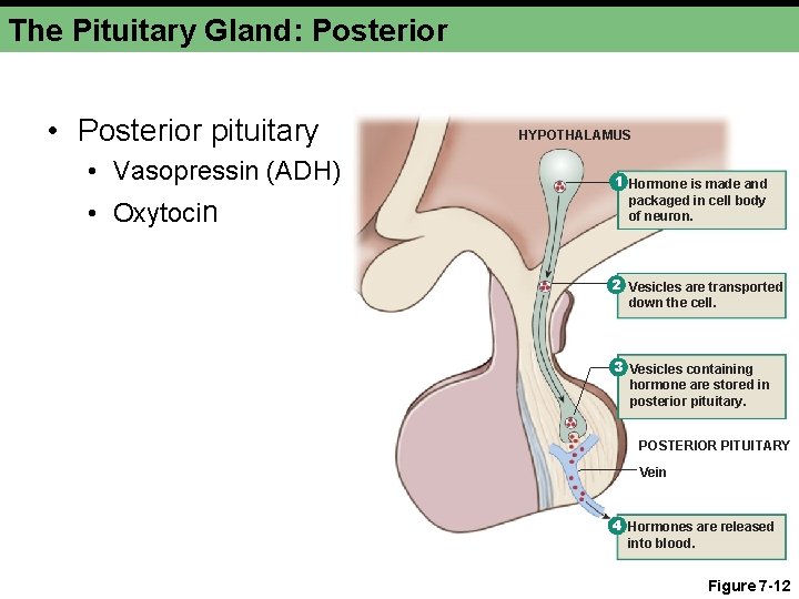 The Pituitary Gland: Posterior • Posterior pituitary • Vasopressin (ADH) • Oxytocin HYPOTHALAMUS 1
