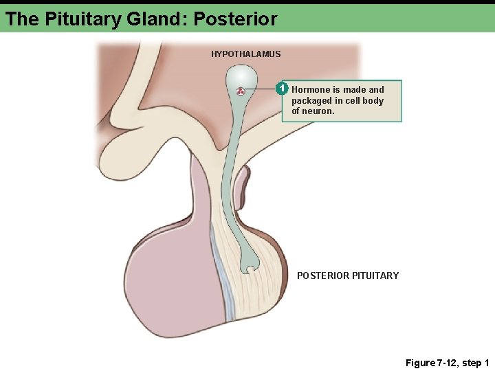 The Pituitary Gland: Posterior HYPOTHALAMUS 1 Hormone is made and packaged in cell body