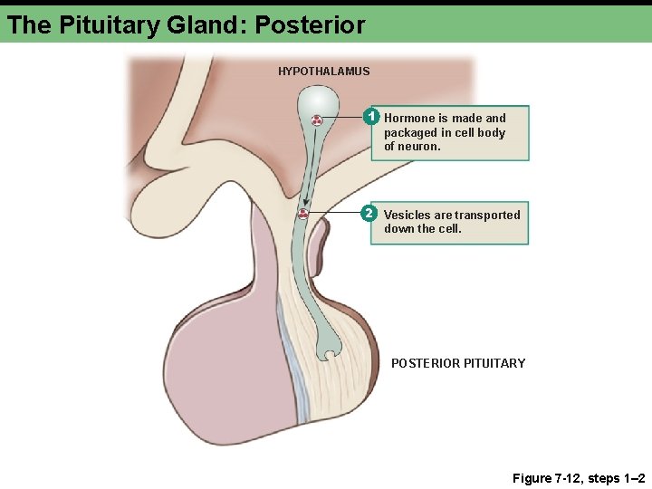 The Pituitary Gland: Posterior HYPOTHALAMUS 1 Hormone is made and packaged in cell body