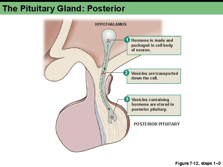 The Pituitary Gland: Posterior HYPOTHALAMUS 1 Hormone is made and packaged in cell body