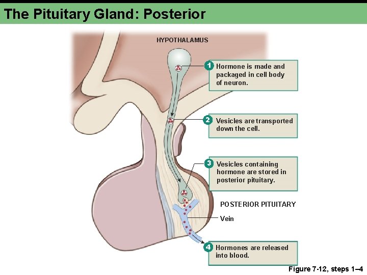 The Pituitary Gland: Posterior HYPOTHALAMUS 1 Hormone is made and packaged in cell body