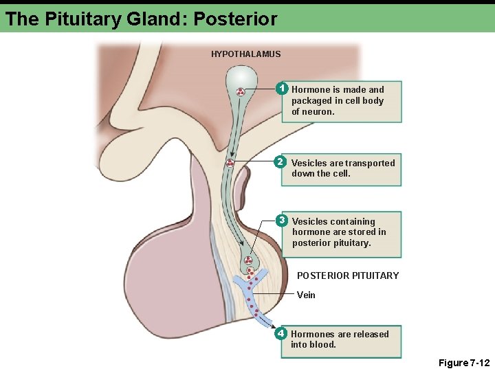 The Pituitary Gland: Posterior HYPOTHALAMUS 1 Hormone is made and packaged in cell body