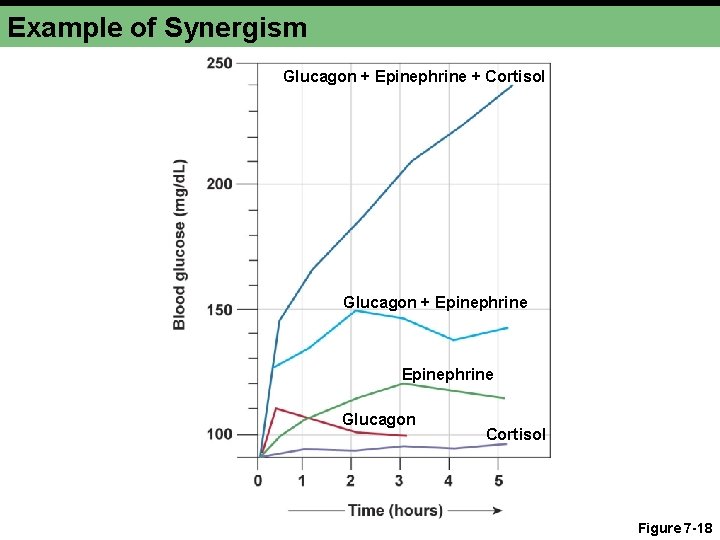 Example of Synergism Glucagon + Epinephrine + Cortisol Glucagon + Epinephrine Glucagon Cortisol Figure