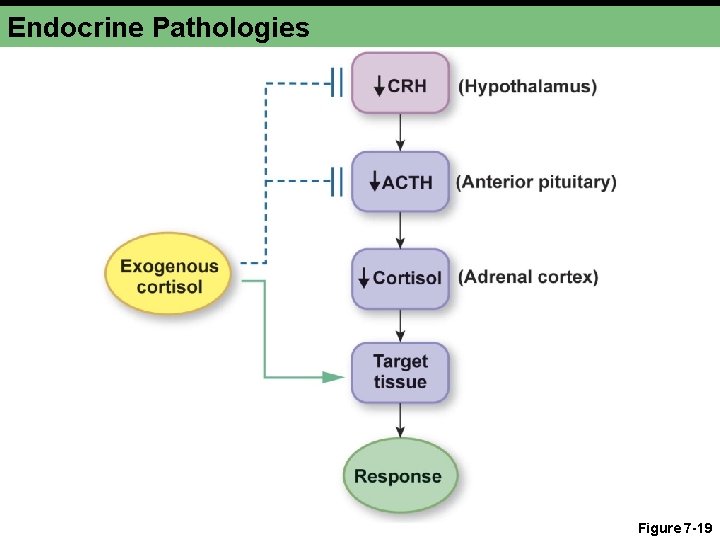 Endocrine Pathologies Figure 7 -19 