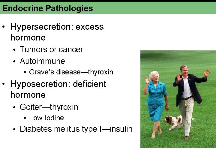 Endocrine Pathologies • Hypersecretion: excess hormone • Tumors or cancer • Autoimmune • Grave’s