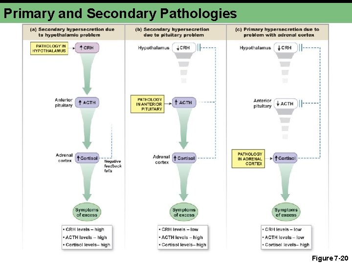 Primary and Secondary Pathologies Figure 7 -20 