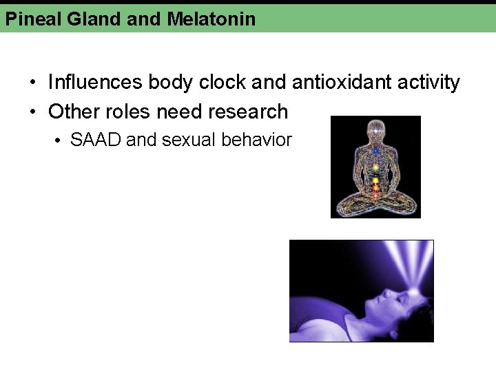 Pineal Gland Melatonin • Influences body clock and antioxidant activity • Other roles need