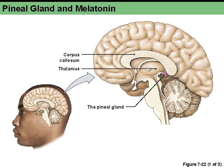 Pineal Gland Melatonin Corpus callosum Thalamus The pineal gland Figure 7 -22 (1 of