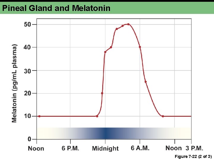 Pineal Gland Melatonin Figure 7 -22 (2 of 3) 