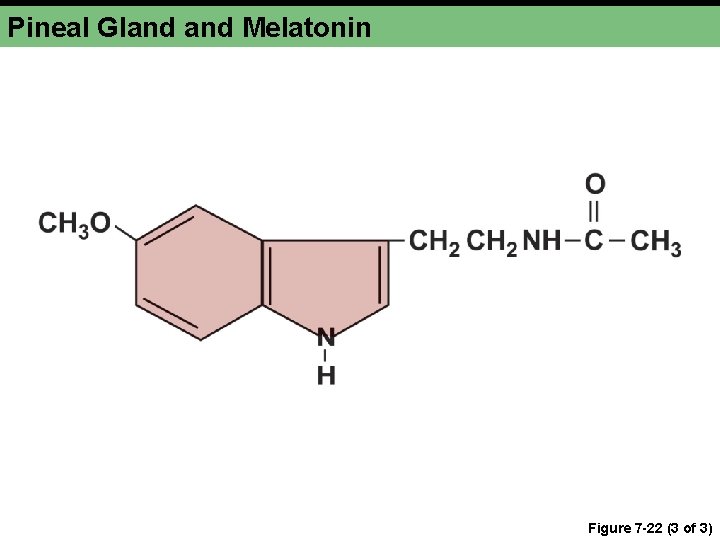 Pineal Gland Melatonin Figure 7 -22 (3 of 3) 