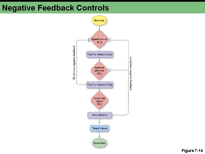 Chapter 7 b Introduction to the Endocrine System