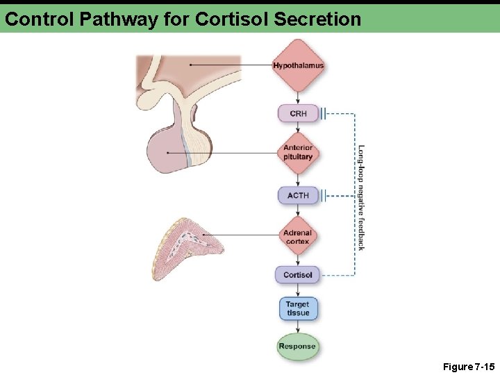 Control Pathway for Cortisol Secretion Figure 7 -15 