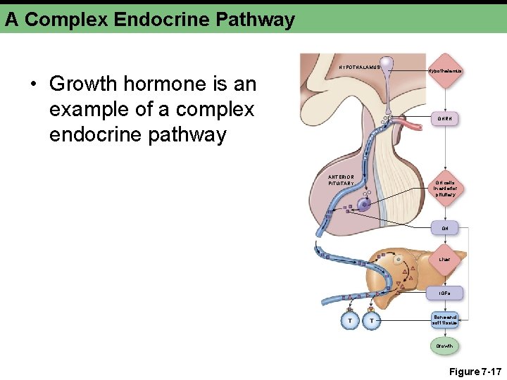 A Complex Endocrine Pathway HYPOTHALAMUS • Growth hormone is an example of a complex