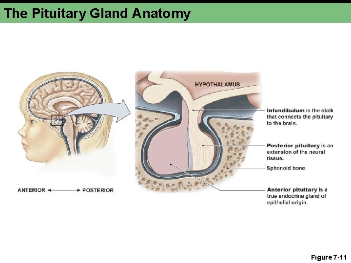 The Pituitary Gland Anatomy Figure 7 -11 