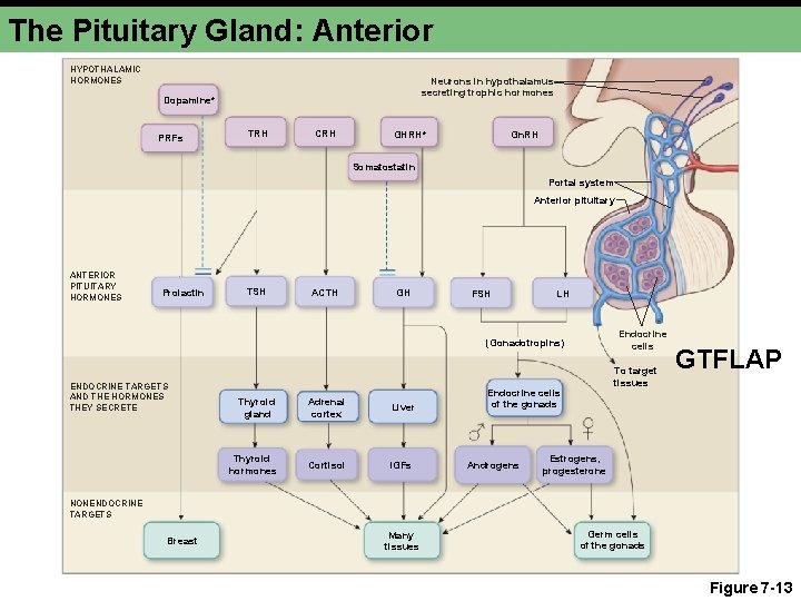 The Pituitary Gland: Anterior HYPOTHALAMIC HORMONES Neurons in hypothalamus secreting trophic hormones Dopamine* PRFs