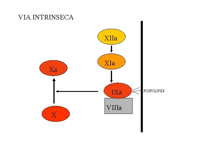 VIA INTRINSECA XIIa Xa XIa IXa X VIIIa FOSFOLIPIDI 