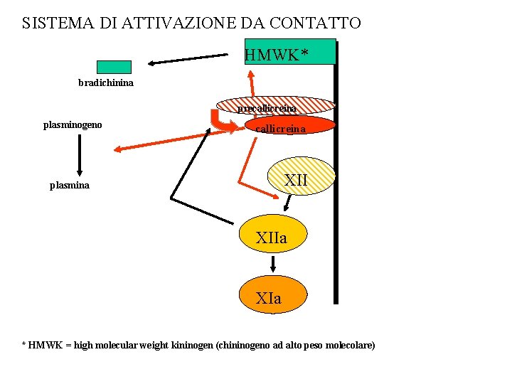 SISTEMA DI ATTIVAZIONE DA CONTATTO HMWK* bradichinina precallicreina plasminogeno callicreina XII plasmina XIIa XIa