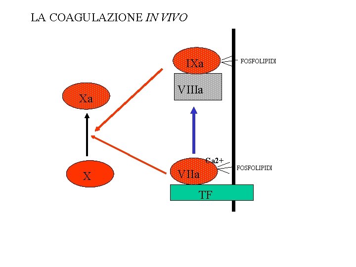 LA COAGULAZIONE IN VIVO IXa Xa FOSFOLIPIDI VIIIa Ca 2+ X VIIa TF FOSFOLIPIDI