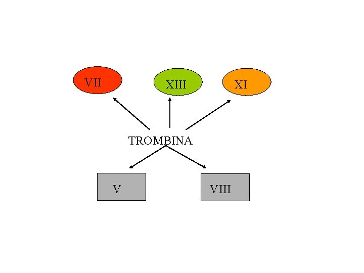 VII XI TROMBINA V VIII 