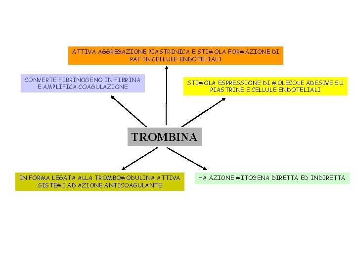 ATTIVA AGGREGAZIONE PIASTRINICA E STIMOLA FORMAZIONE DI PAF IN CELLULE ENDOTELIALI CONVERTE FIBRINOGENO IN