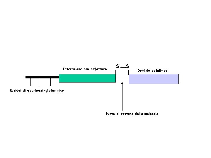 Interazione con cofattore S S Dominio catalitico Residui di g carbossi-glutammico Punto di rottura