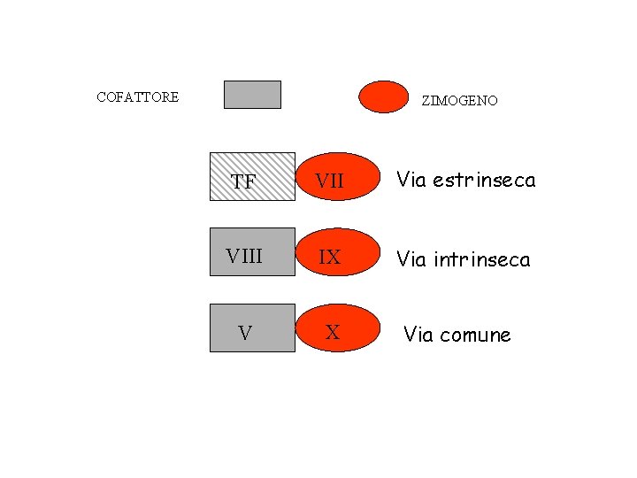 COFATTORE ZIMOGENO TF VII Via estrinseca VIII IX Via intrinseca V X Via comune