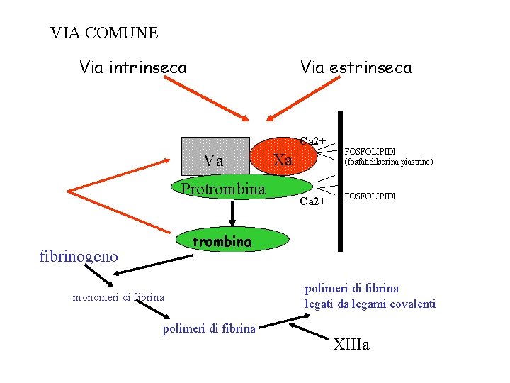 VIA COMUNE Via intrinseca Via estrinseca Ca 2+ Va Protrombina Xa Ca 2+ FOSFOLIPIDI