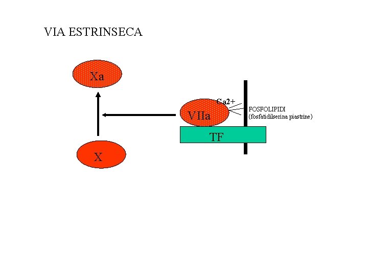 VIA ESTRINSECA Xa Ca 2+ VIIa TF X FOSFOLIPIDI (fosfatidilserina piastrine) 