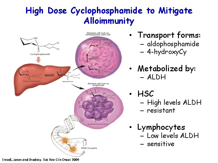 High Dose Cyclophosphamide to Mitigate Alloimmunity • Transport forms: – aldophosphamide – 4 -hydroxy.