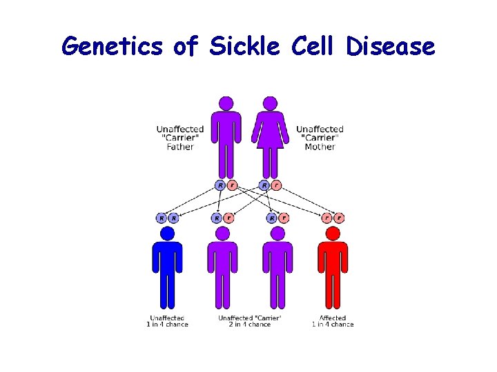 Genetics of Sickle Cell Disease 