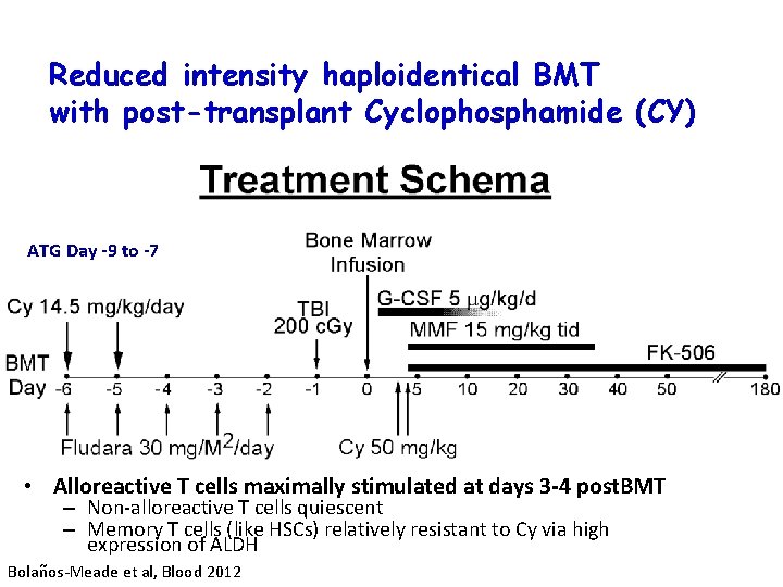 Reduced intensity haploidentical BMT with post-transplant Cyclophosphamide (CY) ATG Day -9 to -7 •